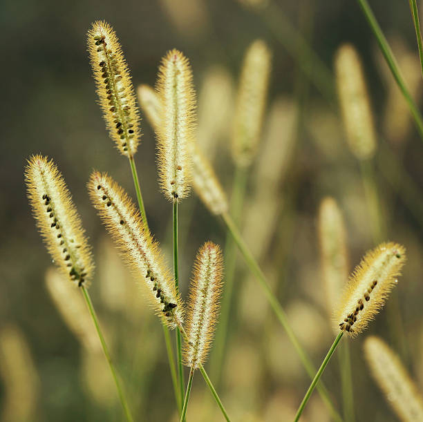 istock Plants in the morning 514343431