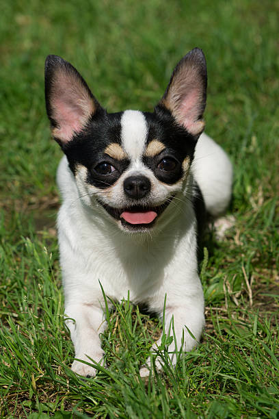 istock Chihuahua on the grass 514344581