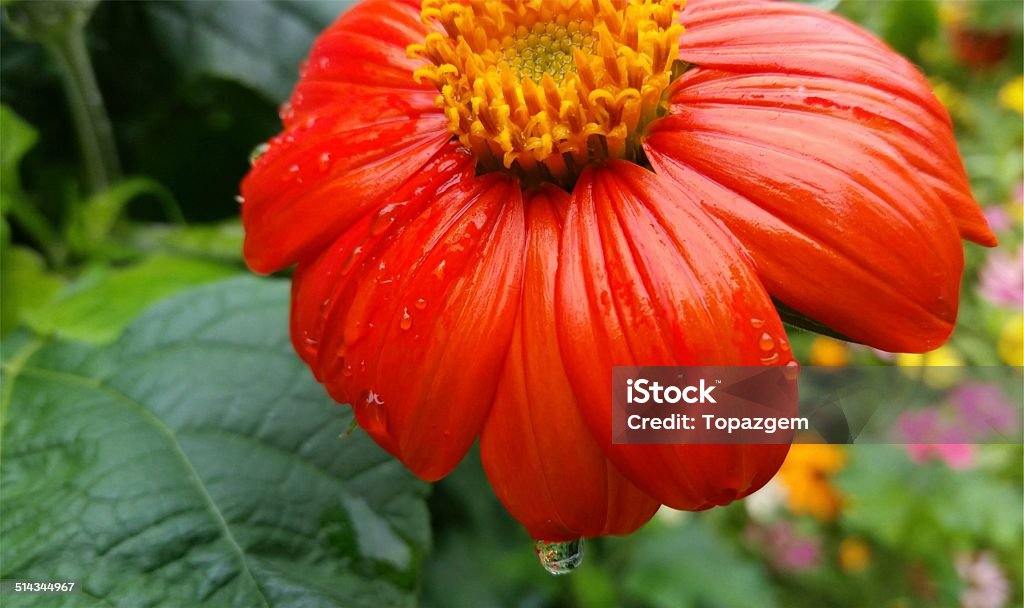 Sunflower Mexican Sunflower with Water Drop Reflection Autumn Stock Photo