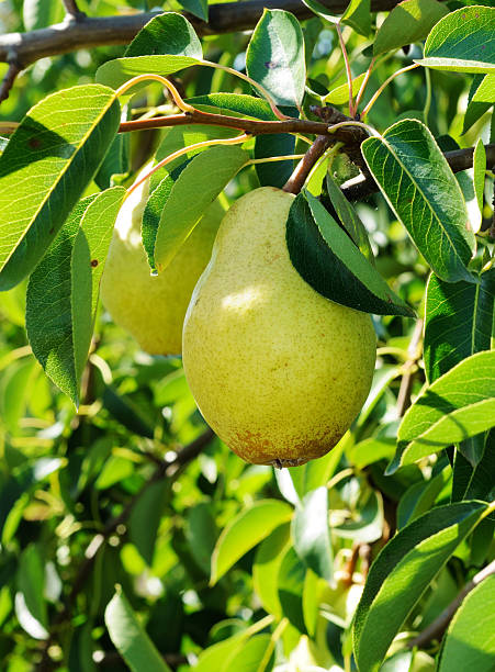 istock Big ripe fruit on the branch of pear 514345109