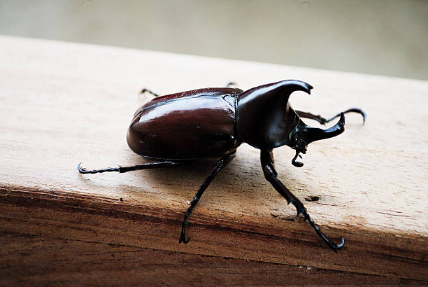 Rhinoceros beetle  Rhinoceros beetle most are black, gray, or green in color, and some are covered in soft hairs. Another name given to some of these insects is Hercules beetle, because they possess strength of a herculean proportion. hercules beetle stock pictures, royalty-free photos & images