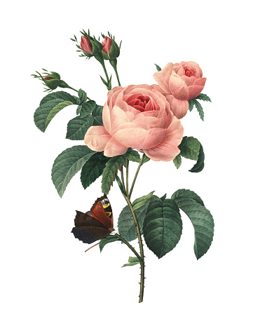 High resolution illustration of a rosa centifolia, also known as provence rose, cabbage rose or Rose de Mai, isolated on white background. Engraved by Pierre-Joseph Redoute (1759 - 1840), nicknamed 