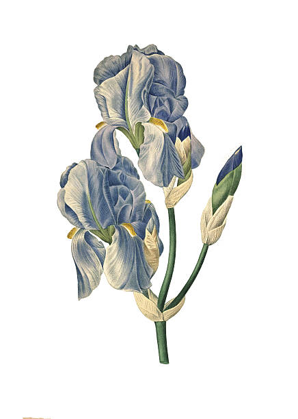 페일 국화는/redoute 아이리스입니다 일러스트 - blue close up white background flower head stock illustrations