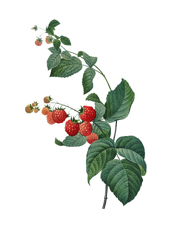 High resolution illustration of a raspberry, isolated on white background. Engraving by Pierre-Joseph Redoute. Published in Choix Des Plus Belles Fleurs, Paris (1827).