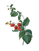 istock Raspberry | Redoute Botanical Illustrations 514346269