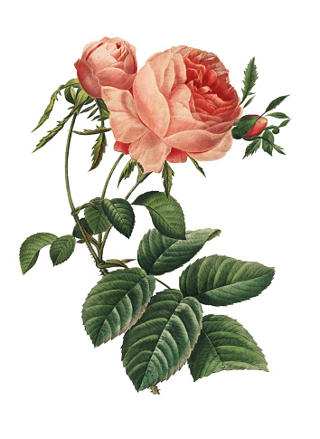 High resolution illustration of a Rosa centifolia  or hundred leaved rose, isolated on white background. Engraving by Pierre-Joseph Redoute. Published in Choix Des Plus Belles Fleurs, Paris (1827).