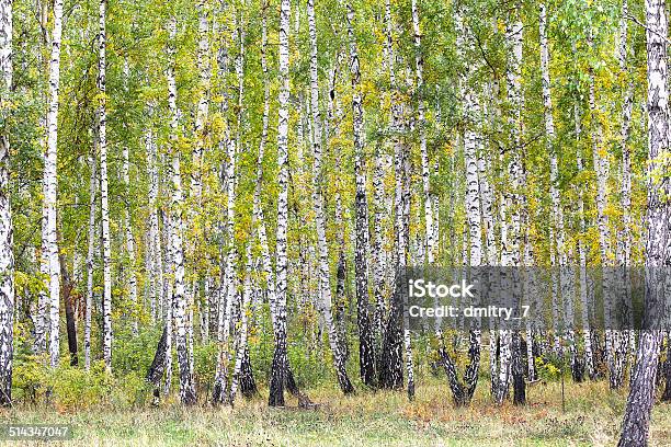 Autumn Birch Grove Stock Photo - Download Image Now - Autumn, Birch Grove, Birch Tree