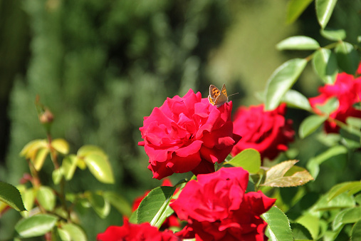 Beautiful red roses in garden at sunny day