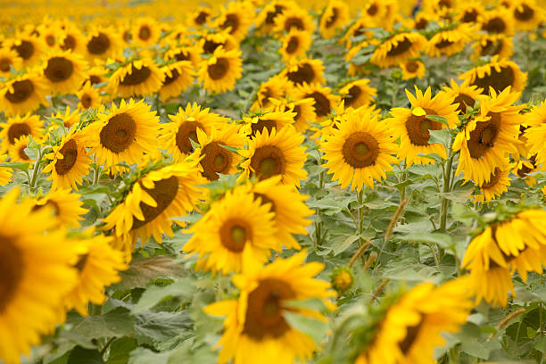 istock Sunflowers in the field 514359249