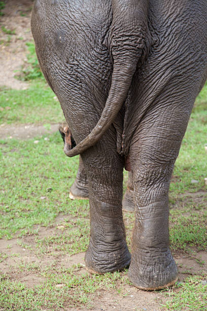 Elephant Back Side (Kruger National Park)