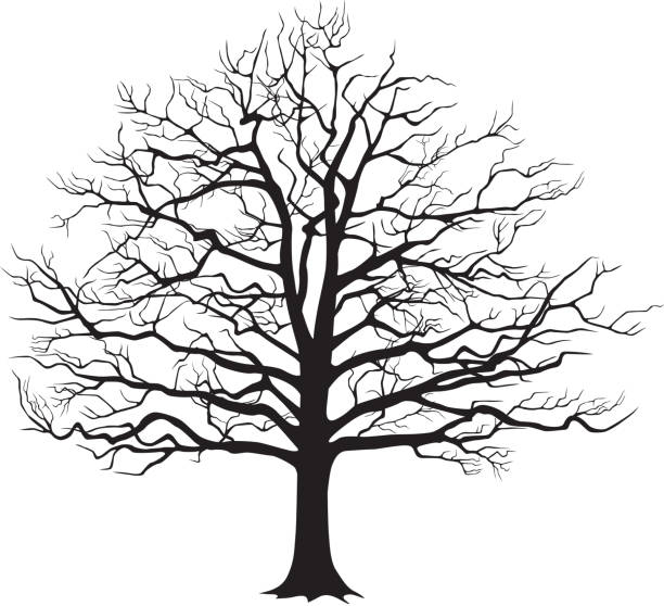 블랙 실루엣 겨울나무 - tree silhouette branch bare tree stock illustrations