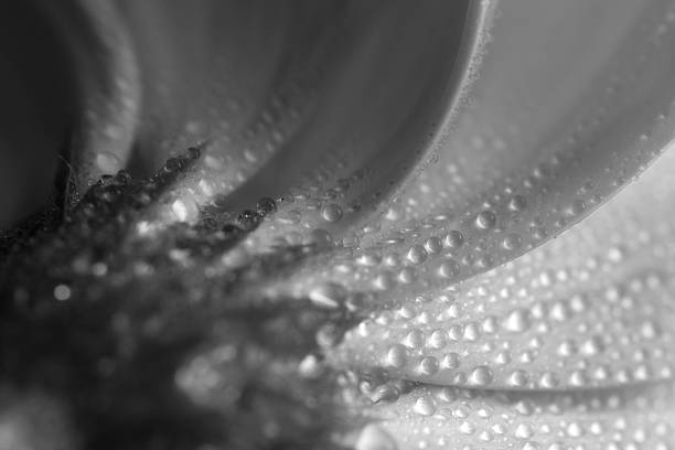 istock Macro of gerbera daisy flower, artistic photography 514360081