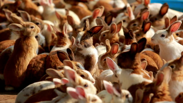 Feeding rabbits on animal farm, rabbit standing up while eating.