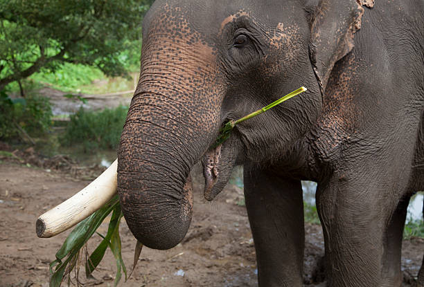 istock elephant in the jungles of Thailand 514361381