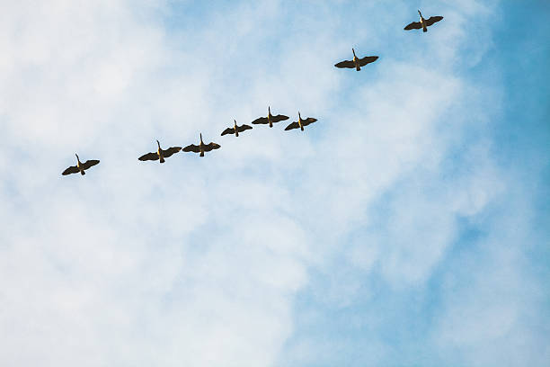 istock Birds Migrating - Canadian Geese Flying South 514361403