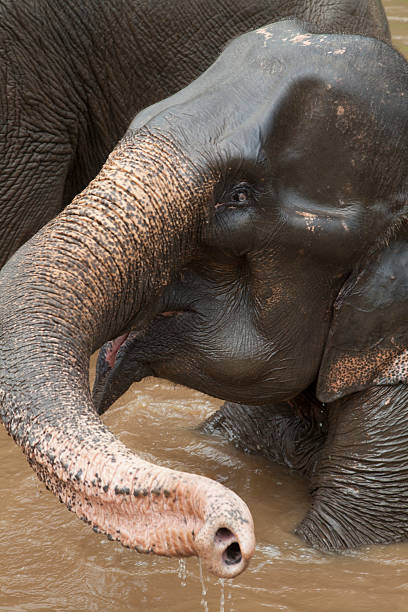 istock elephant in the jungles of Thailand 514361849