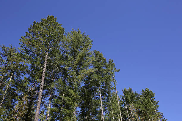 istock Tall Deciduous Trees and Clear Sky in British Columbia, Canada 514361999
