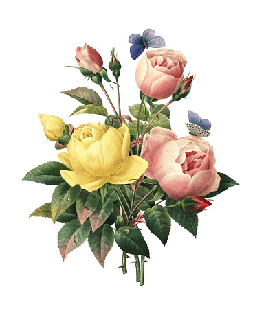 High resolution illustration of a bouquet of rosa lutea and rosa indica, isolated on white background. Engraving by Pierre-Joseph Redoute. Published in Choix Des Plus Belles Fleurs, Paris (1827).
