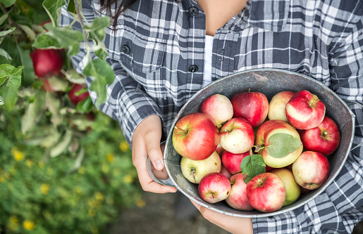 A girl holds a pail of freshly picked organic apples with an apple tree in the background.