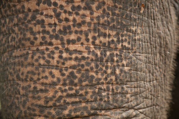 istock elephant in the jungles of Thailand 514362333