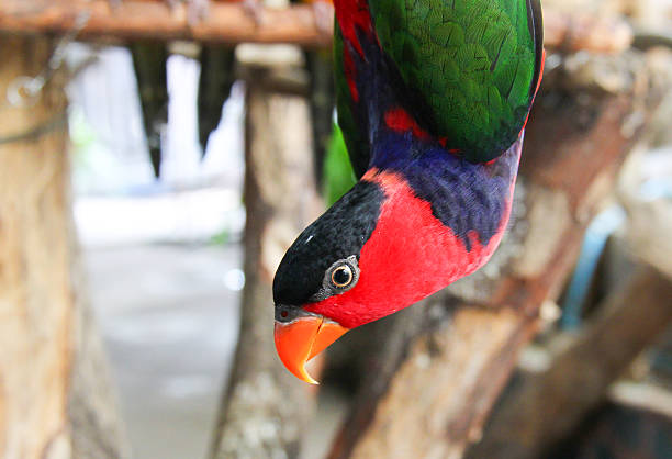 face and body of Macaw bird