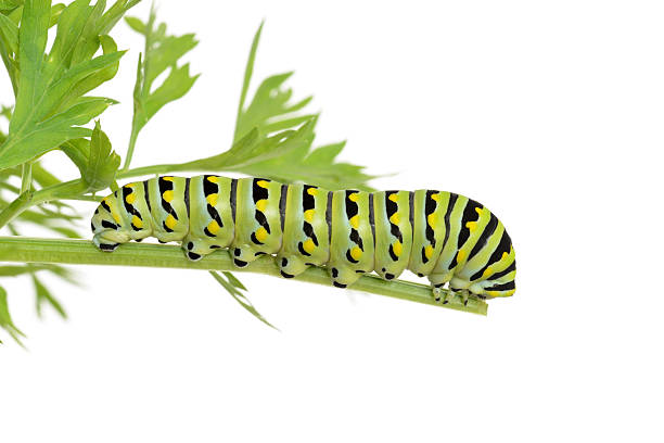 블랙 스왈로우테일 쐐기벌레 한 손금 공장요 - butterfly swallowtail butterfly caterpillar black 뉴스 사진 이미지