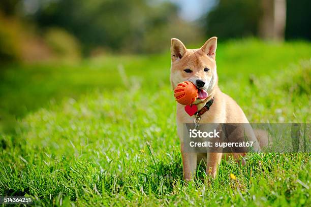 Shiba Inu Stock Photo - Download Image Now - Shiba Inu, Sports Ball, Alertness