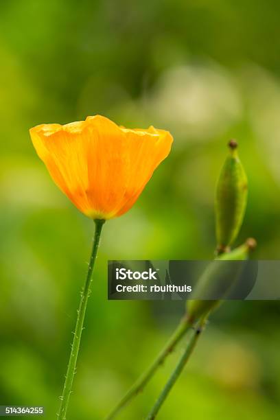 Single Orange Flower Stock Photo - Download Image Now - Close-up, Extreme Close-Up, Flower