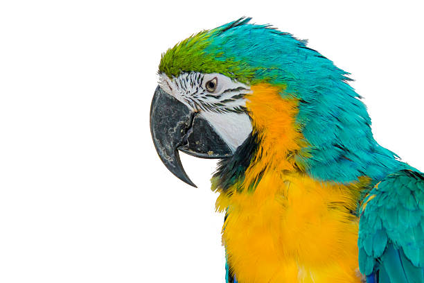 istock macaw in the zoo 514365087
