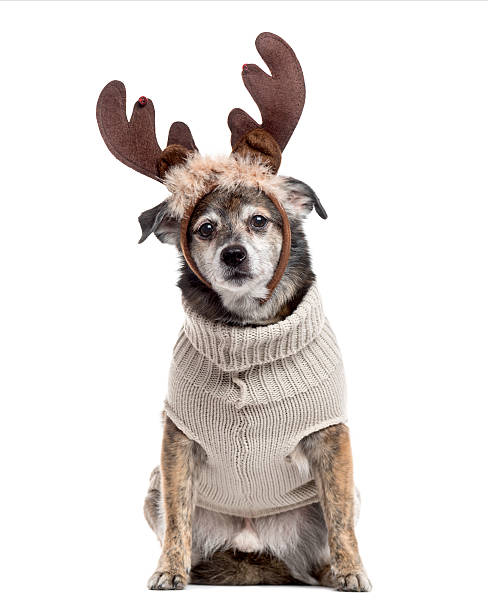 istock Crossbreed dog dressed isolated on white 514366494