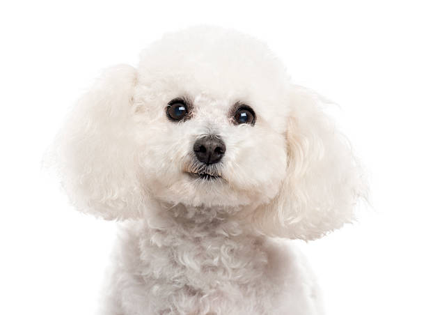 istock Close up of a Bichon Frise isolated on white 514367196
