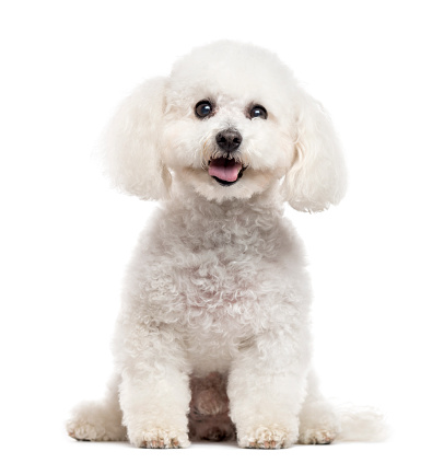 Bichon Frise looking at the camera and sticking the tongue out, isolated on white (10 years old)