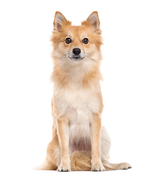 istock Pomeranian looking at the camera, isolated on white 514367662