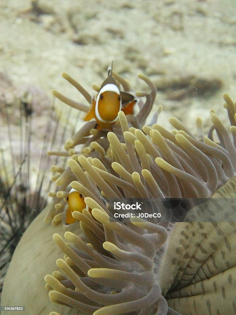 Clown Fish Hiding Clown Fish hiding from the intruders Anemonefish Stock Photo