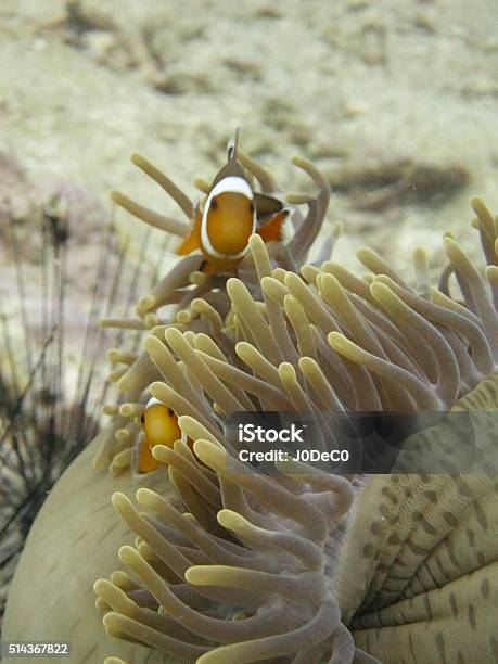 Clown Fish Hiding Stock Photo - Download Image Now - Anemonefish, Animal Themes, Animals In The Wild