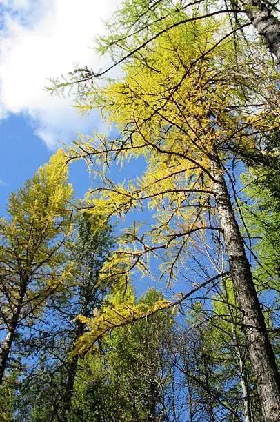Photo of Western larch, Larix occidentalis, in fall color, NW Montana, Western US.