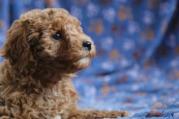 Puppy poodle profile stock photo