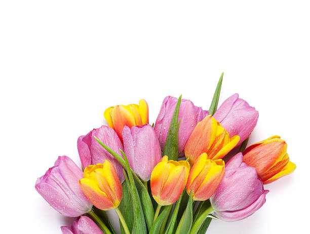 istock Fresh colorful tulip flowers 514369618