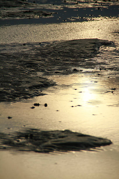 wade davis - sea beach mud flat mud stock-fotos und bilder