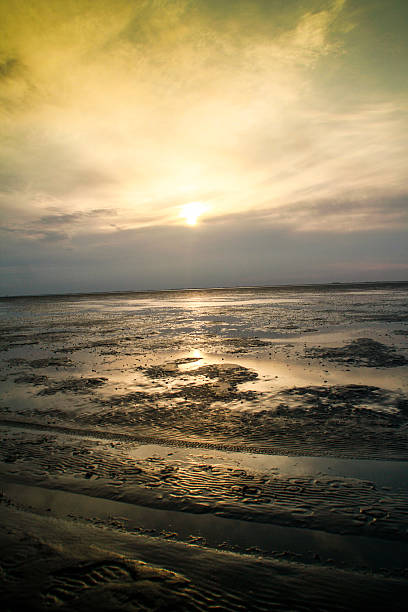 wade davis - sea beach mud flat mud stock-fotos und bilder