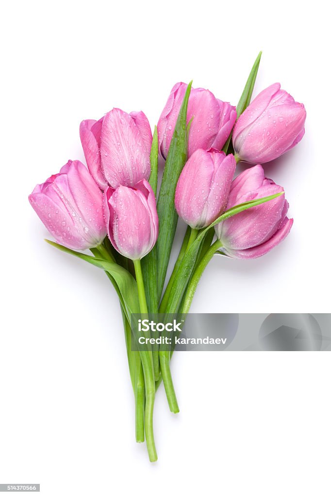Frische Rosa Tulpe Blumen - Lizenzfrei Tulpe Stock-Foto
