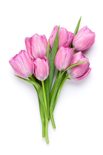 Fresh pink tulip flowers bouquet. Isolated on white background