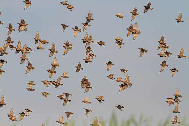 istock Migrating starlings on a background of gray sky 514371032