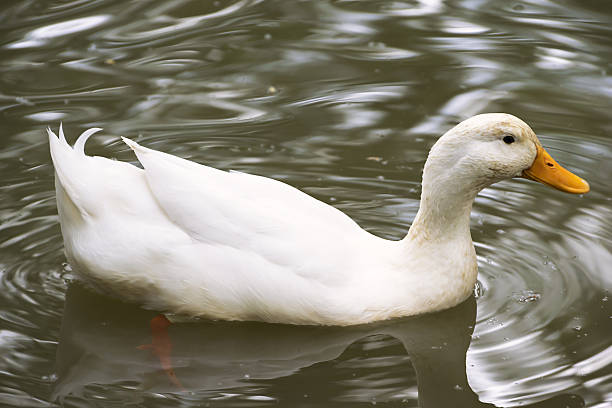 istock Duck in the water 514371770