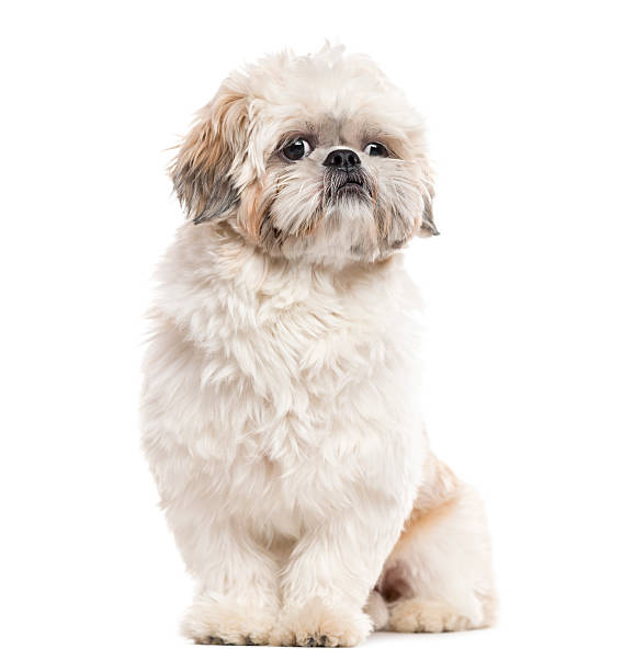 istock Shih Tzu sitting and looking away, isolated on white 514373756