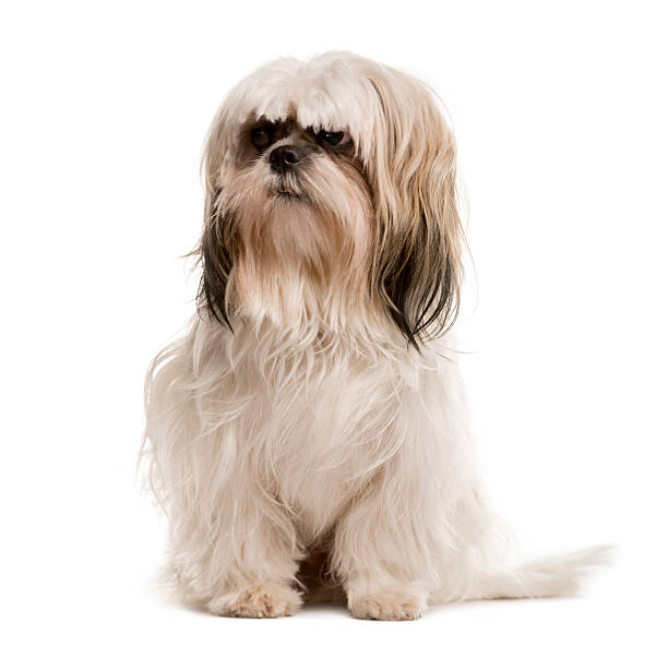 istock Shih Tzu sitting and looking away, isolated on white 514374086
