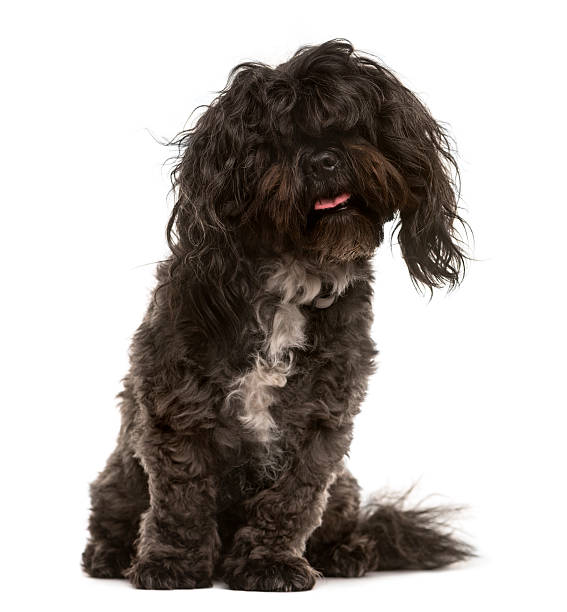 istock Shih Tzu & Bichon (cross-breed), isolated on white 514374346