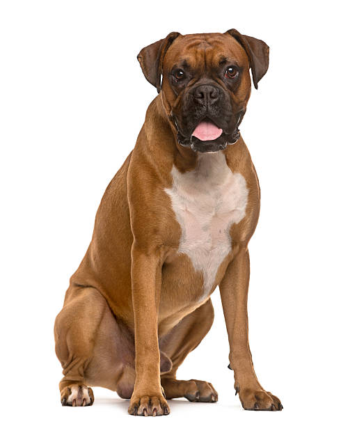 istock Boxer sticking the tongue out, isolated on white 514374492