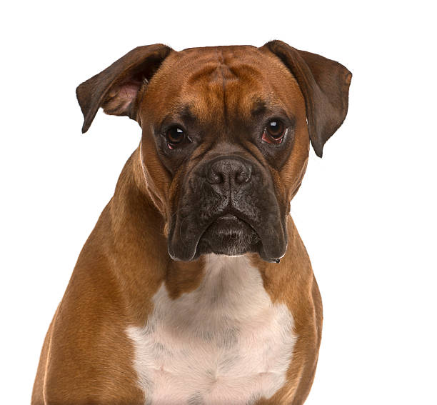 istock Close up of a Boxer isolated on white 514374546
