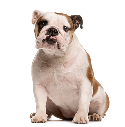 English Bulldog sitting and looking at the camera, isolated on white